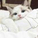 包包🎀