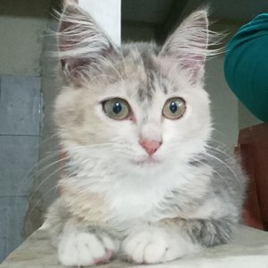 Azka Rosyidah