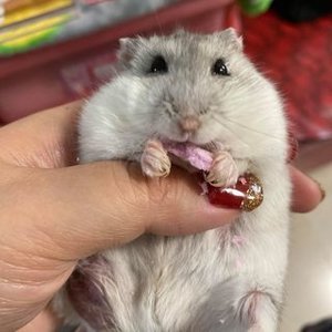 りりこ 莉莉子