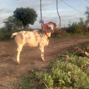 Somalingappa Danadavar