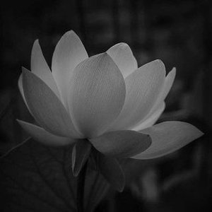 Dennis Tuan Phan