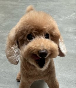 Milo CC